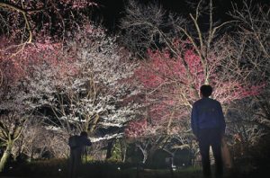 報道陣向けに公開された「桜の回廊」のライトアップ＝名古屋市千種区の東山動植物園で