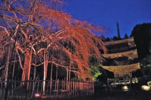 三重塔とピンク色にライトアップされた３代目の道誉桜＝米原市清滝の徳源院で