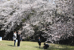 満開の桜を背景に「新１年生」の記念撮影をする親子連れ＝浜松市中区の蜆塚公園で