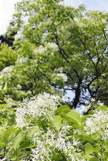 白い花を咲かせるヒトツバタゴ＝白山市三宮町の白山比●神社で