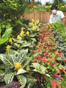 キツネノマゴ科の植物が並ぶ展示＝砺波市のチューリップ四季彩館で