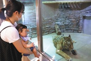 冷房の効いた屋内展示室でトラを見る親子＝いずれも能美市のいしかわ動物園で