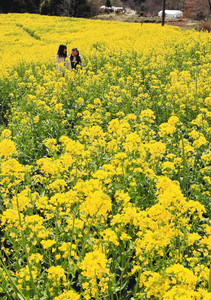一面を埋め尽くすように黄色の花を付ける菜の花＝阿南町の平石農場で