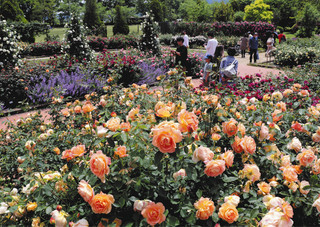 色鮮やかな花を付け、見頃を迎えたバラ＝松阪市の松阪農業公園ベルファームで
