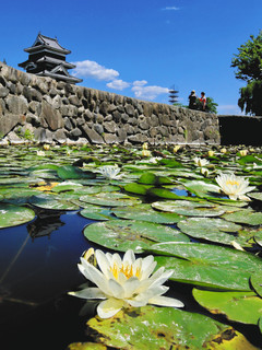 青空の下、国宝松本城（左後方）と池に咲くスイレンの花＝松本市で