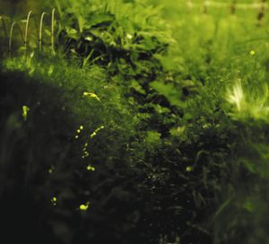 草の中で光るヘイケボタル＝松本市筑摩１の庄内北公園で（午後８時３分から約３０秒間撮影した写真を９枚合成）
