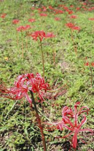 朱色の花びらで一帯を秋らしく染めるヒガンバナ＝阿智村で