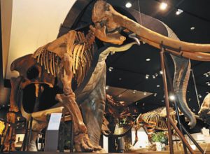 化石から復元した半身半骨のツダンスキーゾウの標本＝県立琵琶湖博物館のＡ展示室で