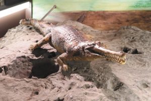 最新の研究をもとに姿を復元した、琵琶湖周辺に生息していたワニの標本＝県立琵琶湖博物館のＡ展示室で