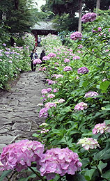 山門へ続く石畳の参道に咲き誇るアジサイ＝幸田町の本光寺で
