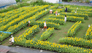 黄色い花が満開のヒマワリ迷路＝平谷村で