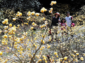 愛らしい黄色の花を咲かせるミツマタ＝東近江市の百済寺で