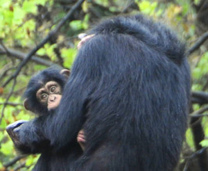 母親のマルコに甘えるチンパンジーのマモル（左）＝犬山市の日本モンキーセンターで