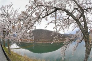 九頭竜湖畔でひっそりと咲く桜＝大野市の箱ケ瀬橋付近で