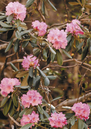 ピンクの花を咲かせるシャクナゲの花＝白山市の白山国立公園内で