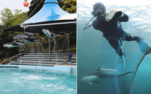 （左）営業再開に向けてショーの練習をするイルカ （右）イルカの泳ぐ水槽を清掃する職員＝いずれも七尾市ののとじま水族館で