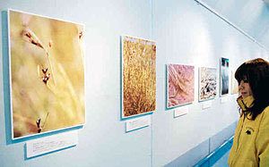魚津市内の自然を中心に紹介する「魚津ナチュラルギャラリー１０」。左の写真２枚がコシンジュガヤ＝魚津埋没林博物館で