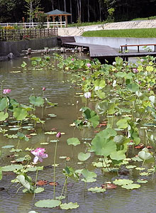 湿地を整備して復元されたハス池＝鯖江市米岡町で