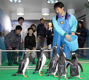 間近に見られるペンギンに「かわいい！」と歓声。３０日から一緒に写真撮影ができる＝名古屋市港区港町の名古屋港水族館で