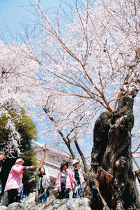 「桜丸の夫婦桜」に見入る参加者ら＝飯田市追手町で