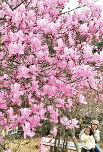 見ごろを迎え鮮やかな花を咲かせるムラサキツツジ＝垂井町敷原で