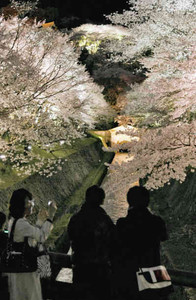 ライトアップされ暗闇に浮かび上がる琵琶湖疎水の桜並木＝大津市三井寺町で