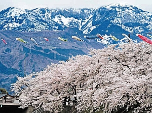 「鶴峰の残雪」（中央上）を背に咲き誇るソメイヨシノ＝勝山市の弁天河原から写す