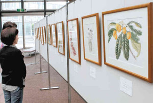 四季折々の植物画が展示されている会場＝県中央植物園で