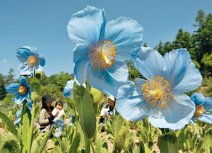 涼しげで空にとけ込むような青さを見せるメコノプシスの花＝大鹿村の中村農園で