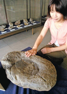 手で触ることもできるアンモナイトの化石＝滑川市博物館で