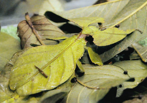 県内初展示となる葉っぱそっくりのオオコノハムシ（中央）＝県ふれあい昆虫館で