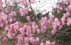 登山道の近くで咲くアカヤシオ＝菰野町の鎌ケ岳で 