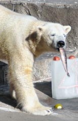 誕生日祝いのホッケを口にして来園者に目をやるキロル＝浜松市動物園で