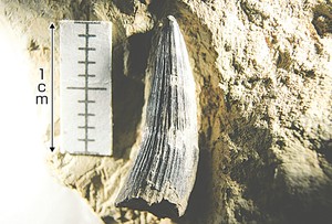 ワニの歯の化石＝多賀町立博物館で