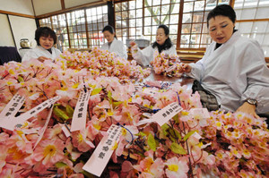 桜の小枝作りに精を出す婦人部のメンバー＝敦賀市の金崎宮で