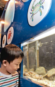 水族館に展示された大小さまざまなカニ＝七尾市ののとじま水族館で