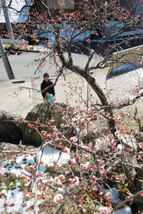 開花したばかりの梅を眺める参拝客＝岡崎市中町で