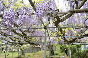 見頃を迎えた薄紫色のフジの花＝飛騨市古川町で