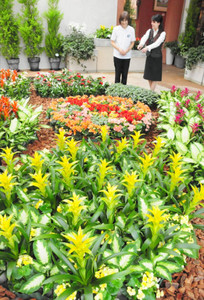 色鮮やかな熱帯の植物を紹介している会場＝砺波市チューリップ四季彩館で